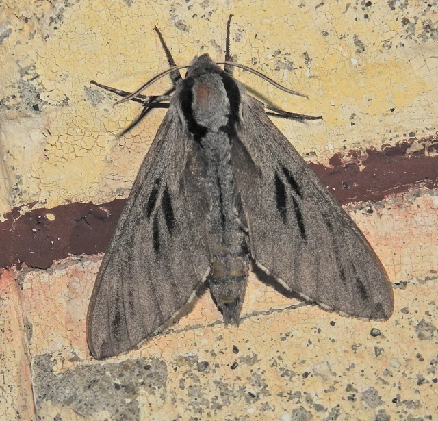 Hyloicus pinastri - fenyőszender