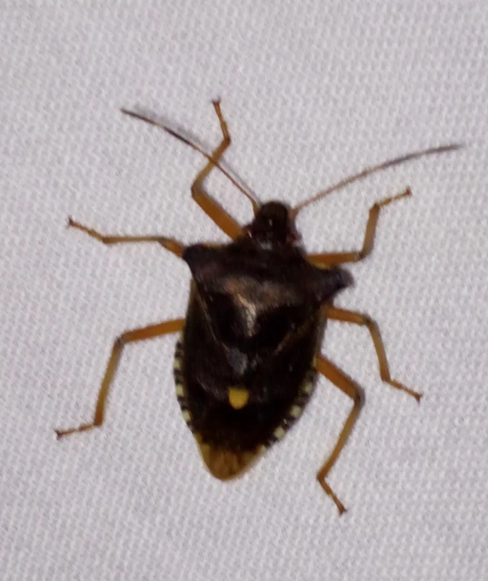 Pentatoma rufipes - vöröslábú címerespoloska Pentatoma rufipes - vöröslábú címerespoloska