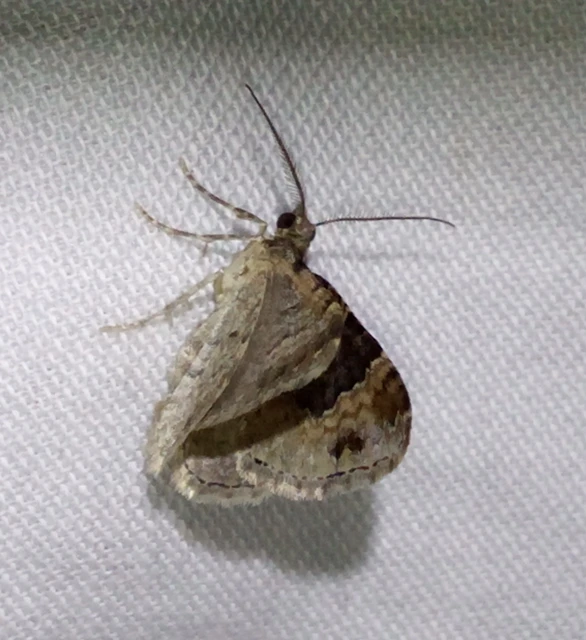Xanthorhoe ferrugata - kerti tarkaaraszoló Xanthorhoe ferrugata - kerti tarkaaraszoló