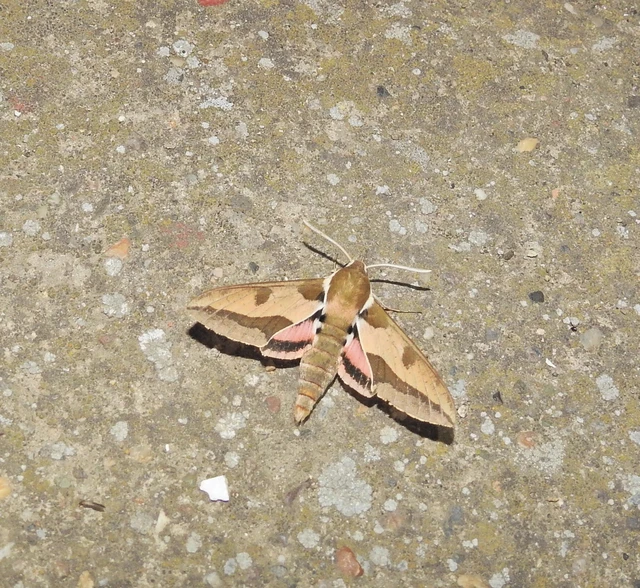 Hyles euphorbiae - kutyatejszender