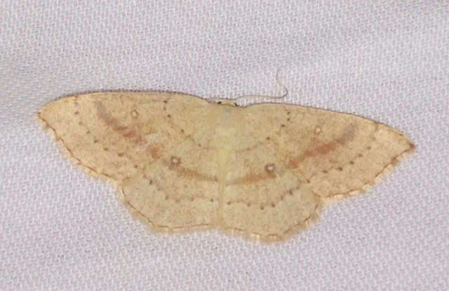 Cyclophora linearia - vonalas pettyesaraszoló