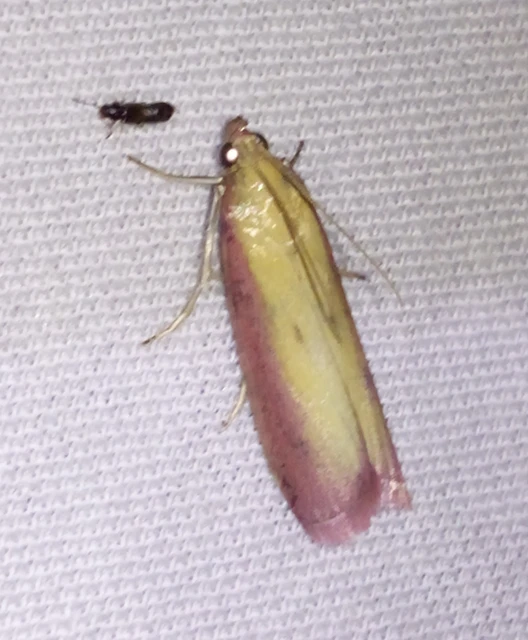 Oncocera semirubella - lucernamoly