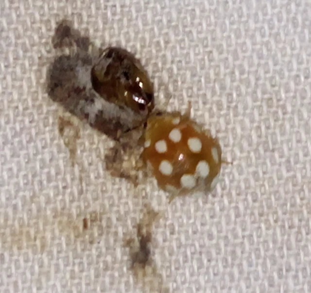 Vibidia duodecimguttata - tizenkétcseppes füsskata