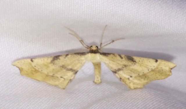 Artiora evonymaria - kecskerágó-araszoló