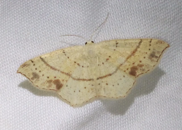 Cyclophora punctaria - sávos pettyesaraszoló