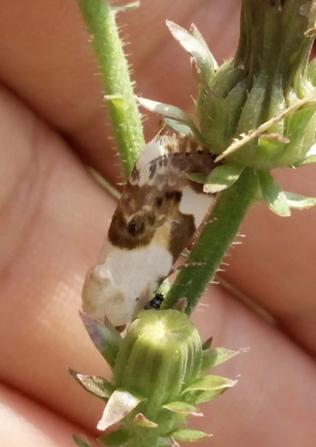 Acontia lucida - fehér nappalibagoly