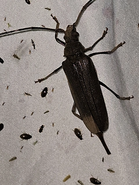 Aegosoma scabricorne - diófacincér
