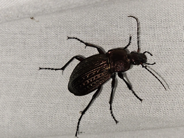 Carabus cancellatus - ragyás futrinka