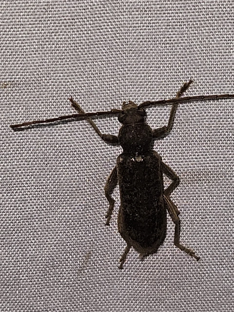 Trichoferus campestris - szállóvendég éjicincér
