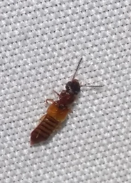 Anotylus insecatus - csipkéshátú korhóholyva