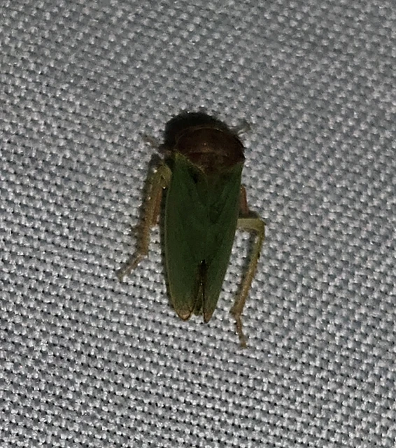 Iassus