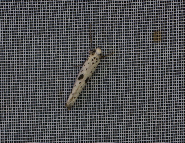 Yponomeuta plumbella - pókhálós bengemoly