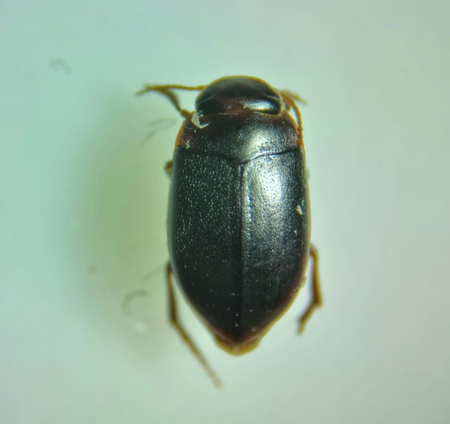 Hydroporus