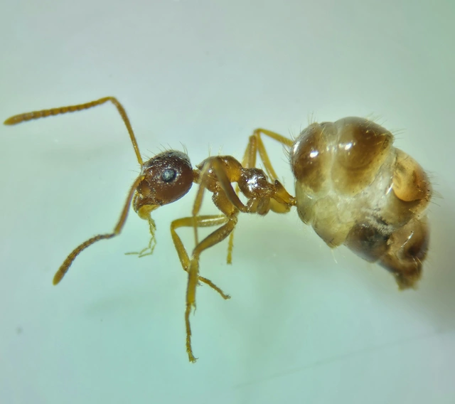 Prenolepis nitens - ragyogóhangya