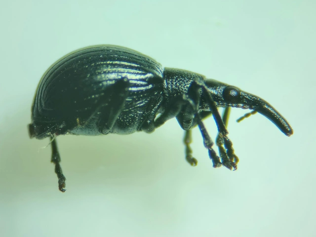 Eutrichapion punctiger - bükkönyrontó cickányormányos Eutrichapion punctiger - bükkönyrontó cickányormányos