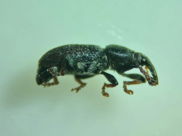 Tychius cuprifer - rezesbarna tímárormányos