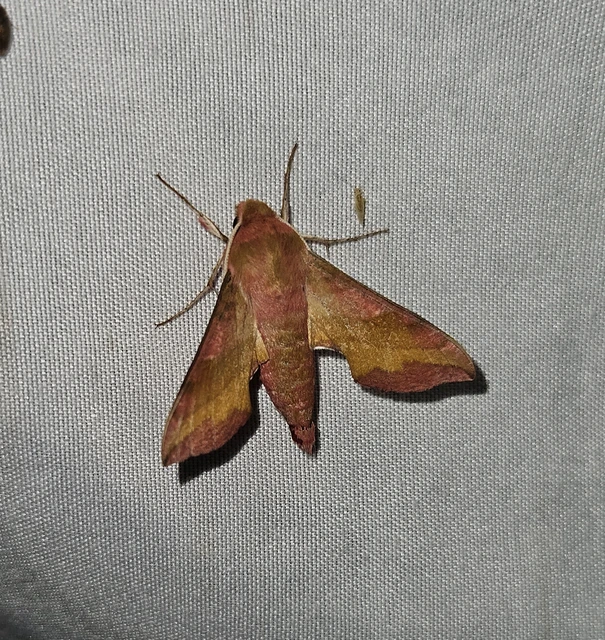 piros szender - Deilephila porcellus