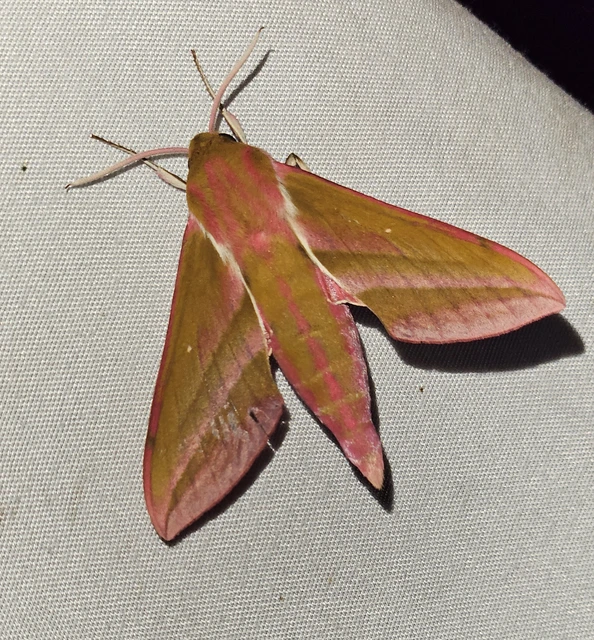 szőlőszender - Deilephila elpenor