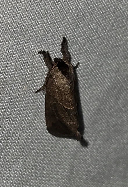 tarka levélszövő - Clostera anachoreta