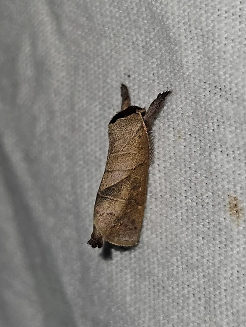 barna levélszövő - Clostera anastomosis