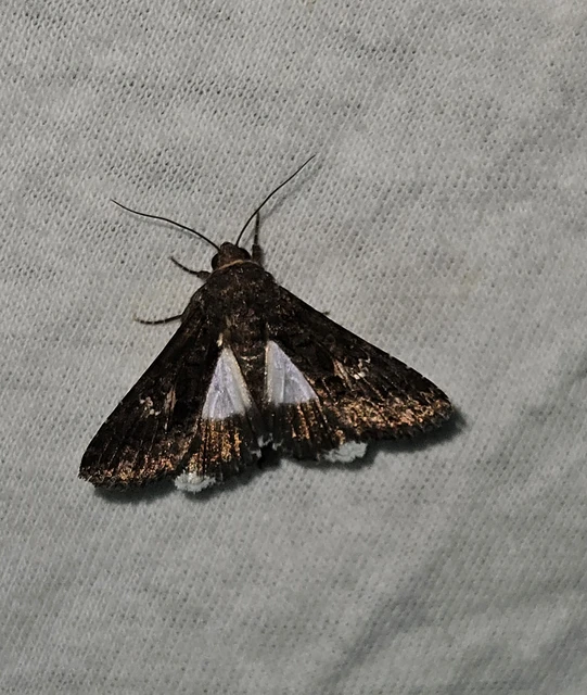 déli folyófűbagoly - Anophia leucomelas