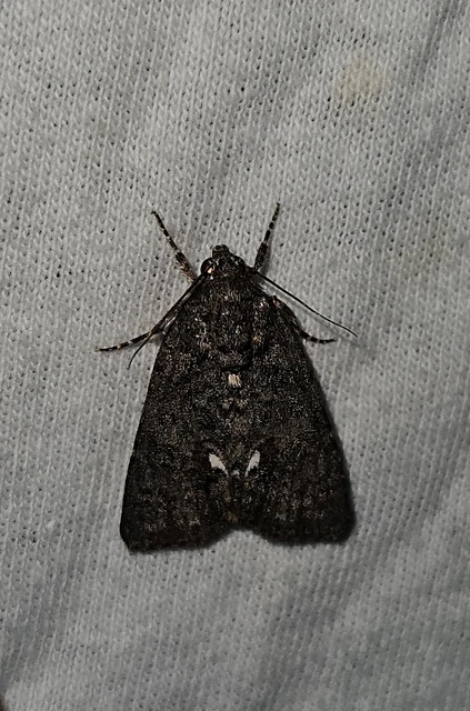 sóska-szigonyosbagoly - Acronicta rumicis