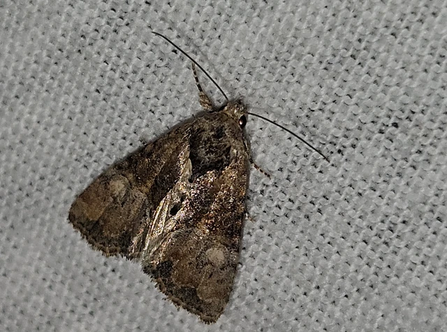 Mesoligia furuncula - kétszínű dudvabagoly