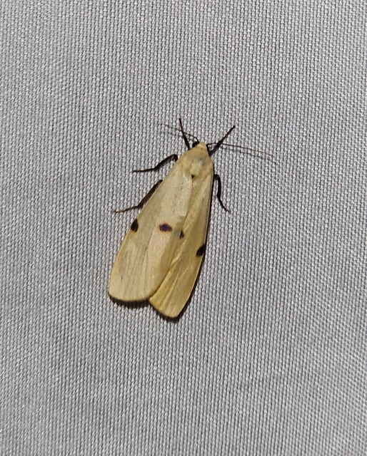 Lithosia quadra - négypettyes zuzmószövő