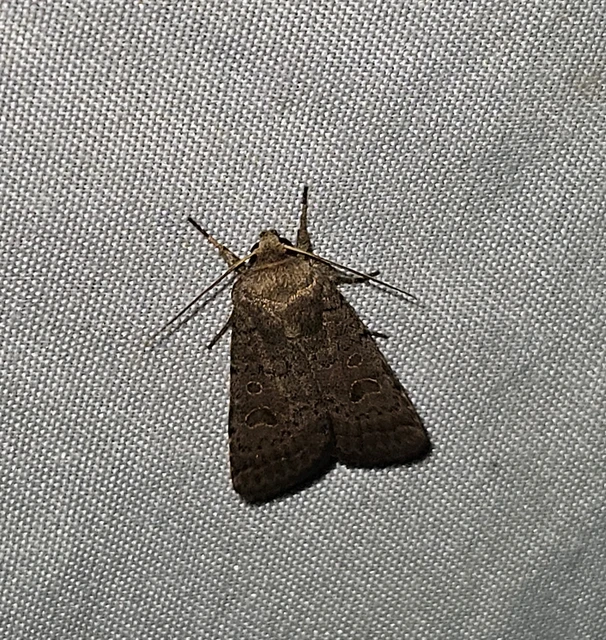 sötét selymesbagoly - Hoplodrina blanda