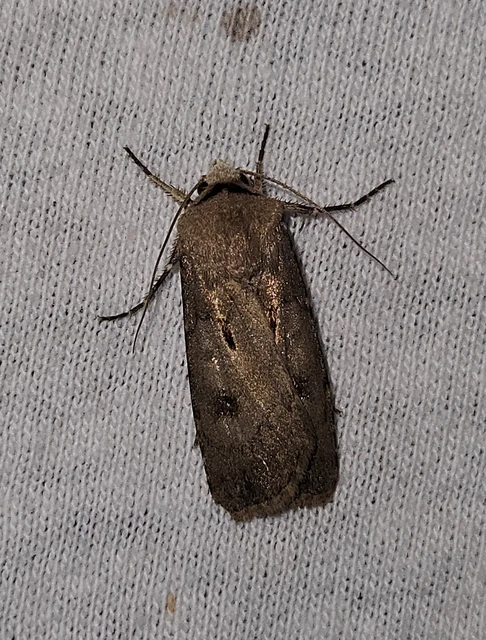 felkiáltójeles földibagoly - Agrotis exclamationis