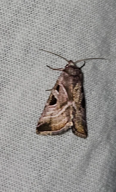 mocsári ametisztbagoly - Eucarta virgo