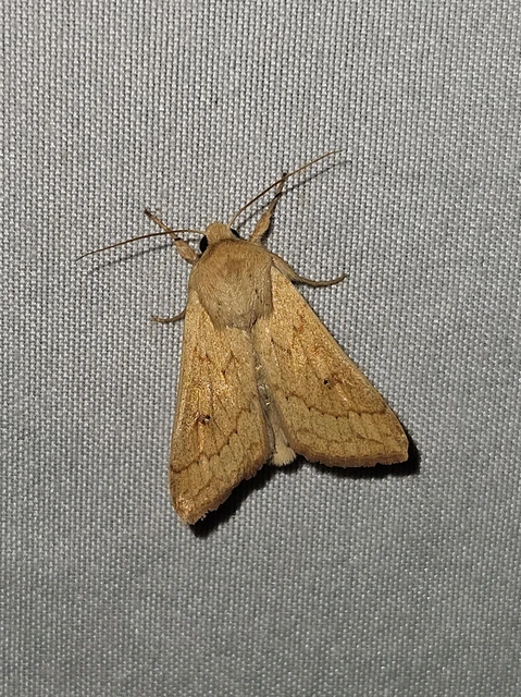 sárga rétibagoly - Mythimna vitellina