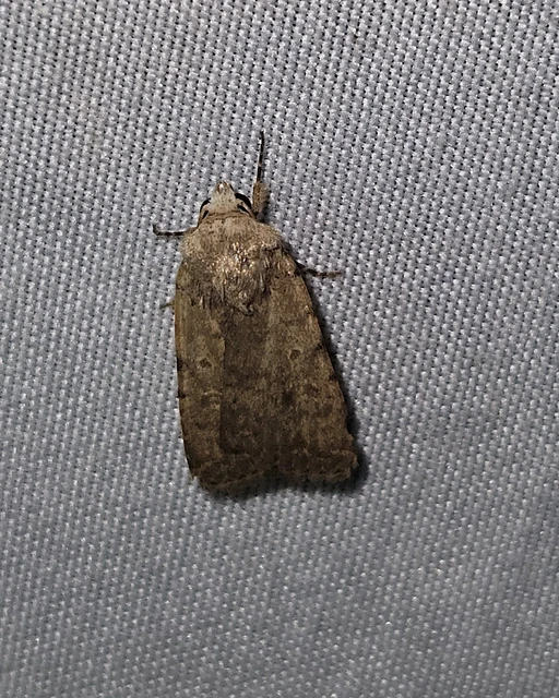 közönséges selymesbagoly - Paradrina clavipalpis