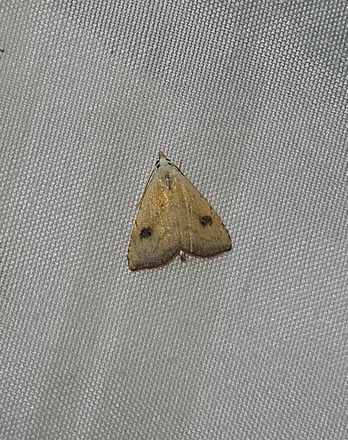 Rivula sericealis - selymes lórombagoly