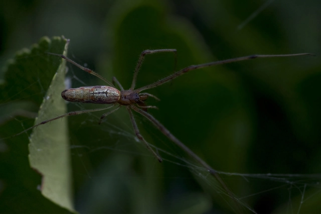 Tetragnatha