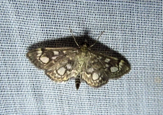 Anania coronata - koronás dudvamoly