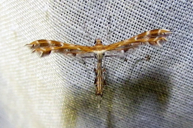 Pterophoridae - tollasmolyfélék