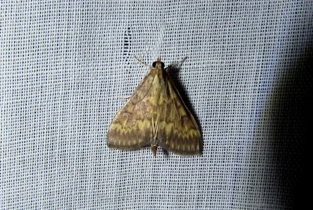 Ostrinia nubilalis - kukoricamoly
