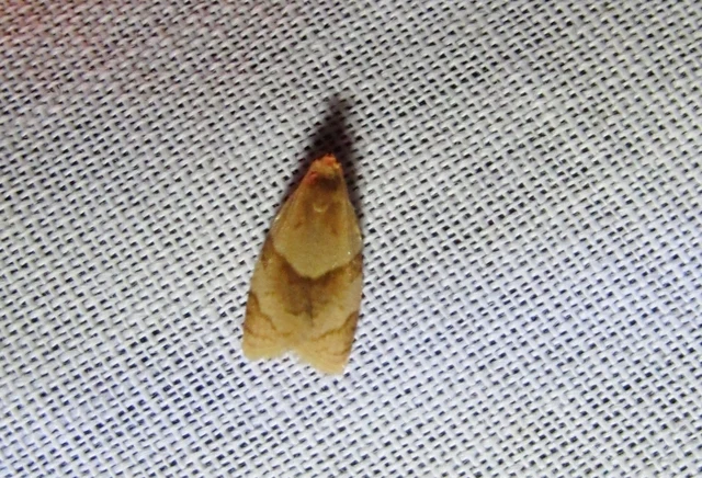 Clepsis rurinana - fakó sodrómoly