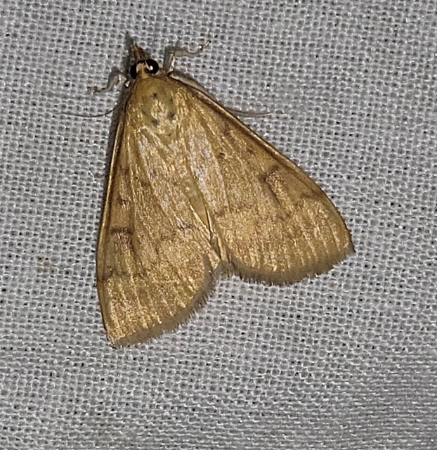 Ostrinia nubilalis - kukoricamoly