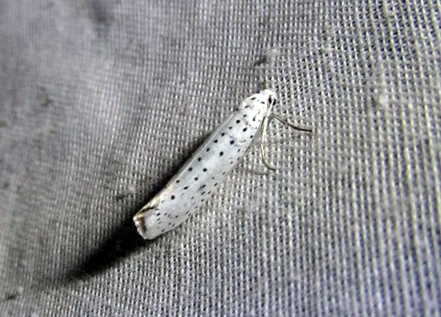 Yponomeuta evonymella - pókhálós májusfamoly