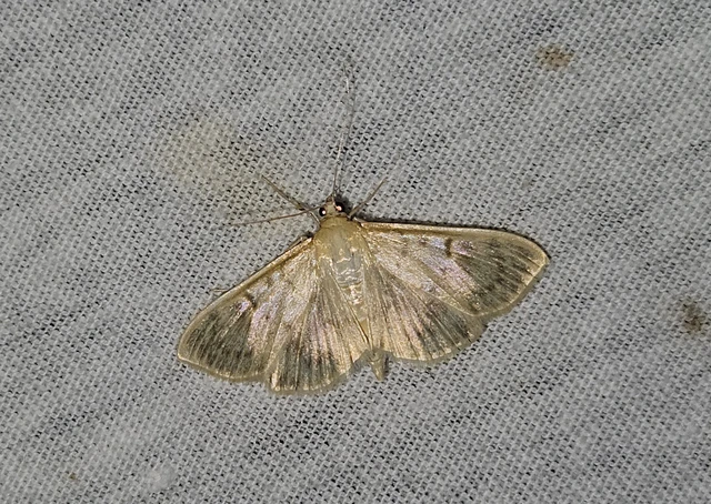 Patania ruralis - csalánevő tűzmoly
