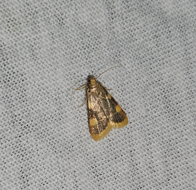 szénailonca - Hypsopygia costalis