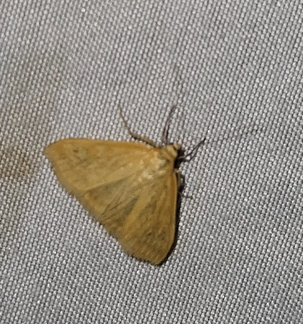 Sitochroa verticalis - világossárga dudvamoly