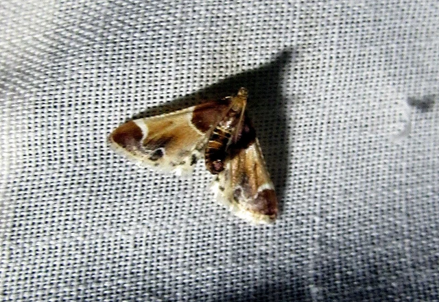 Pyralis farinalis - lisztilonca