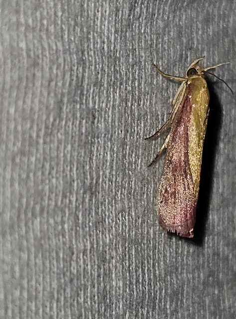 lucernamoly - Oncocera semirubella
