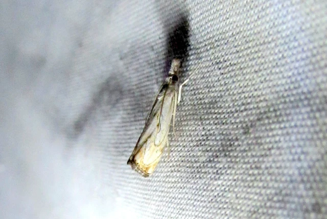 Catoptria falsella - hálós fűgyökérmoly