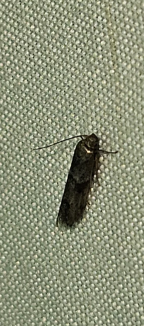 Blastobasis