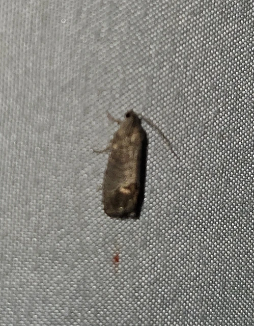 Cydia pomonella - almamoly