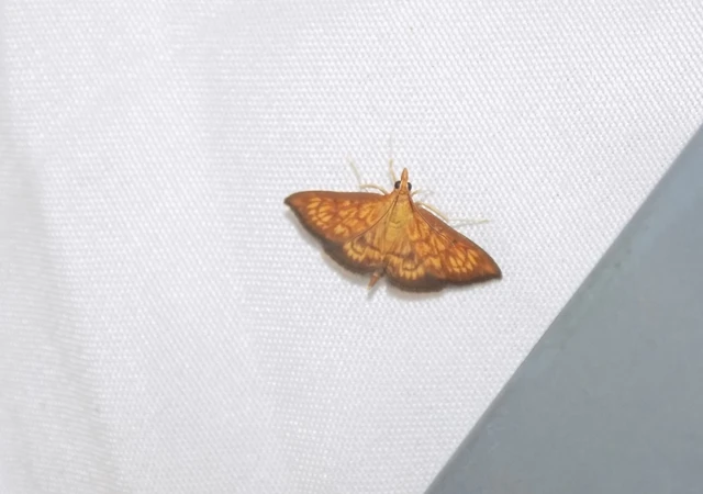 Ecpyrrhorrhoe rubiginalis - rozsdavörös tűzmoly